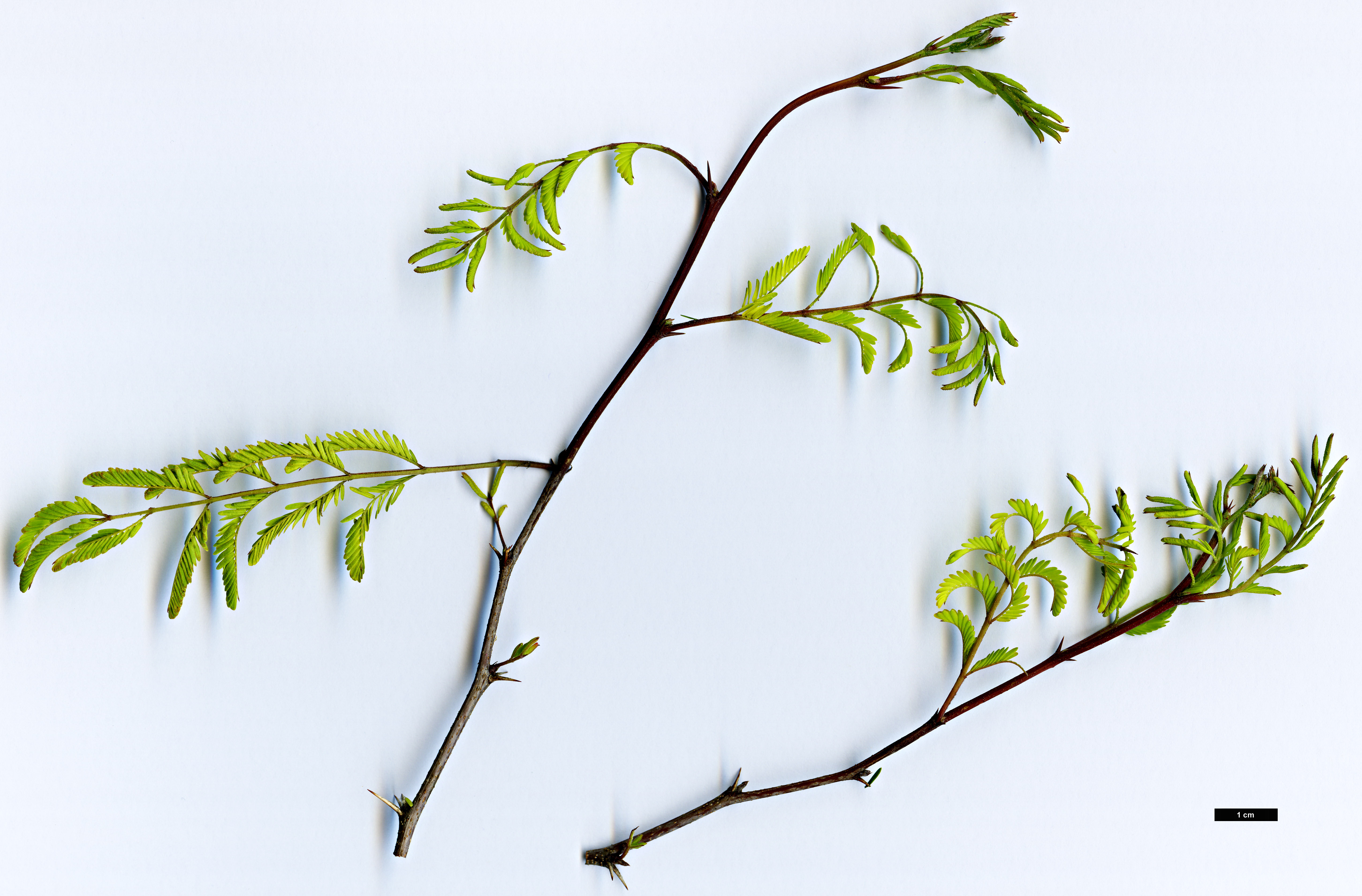 High resolution image: Family: Fabaceae - Genus: Vachellia - Taxon: farnesiana